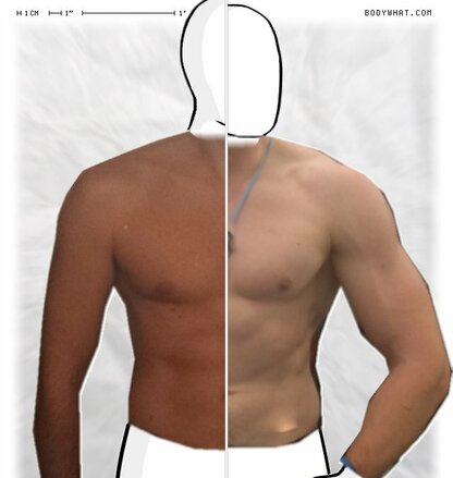 Torso Comparison