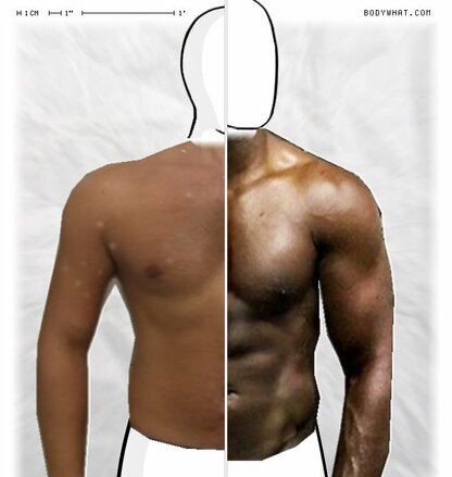 Torso Comparison