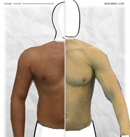 Torso Comparison