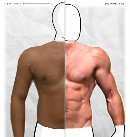 Torso Comparison