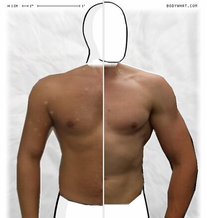 Torso Comparison