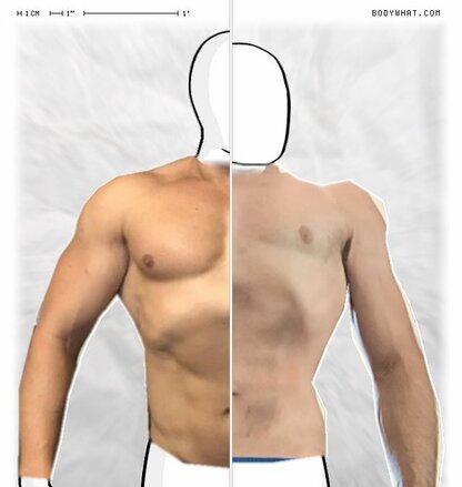 Torso Comparison