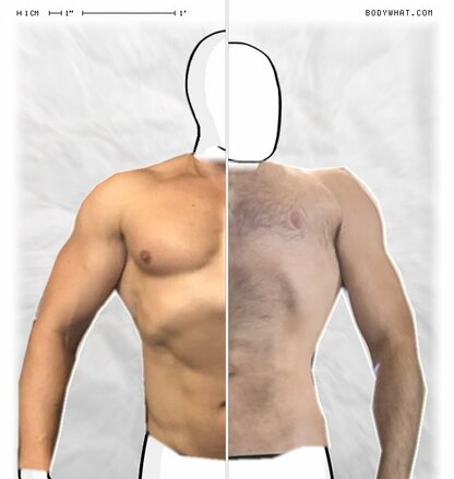 Torso Comparison
