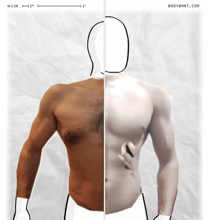 Torso Comparison