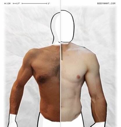 Torso Comparison