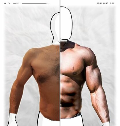 Torso Comparison