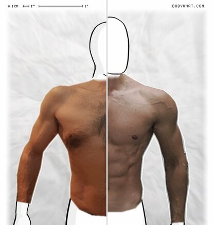 Torso Comparison