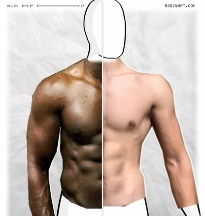 Torso Comparison