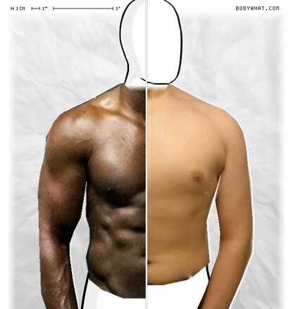 Torso Comparison