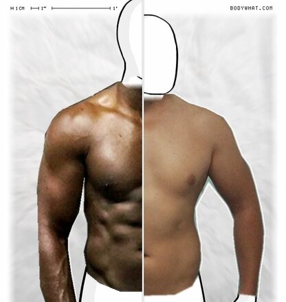 Torso Comparison