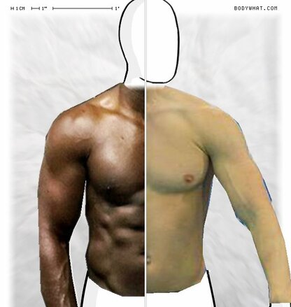 Torso Comparison