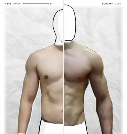 Torso Comparison