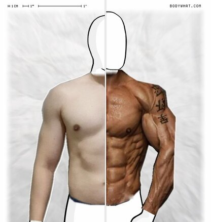 Torso Comparison