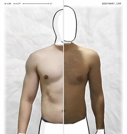 Torso Comparison