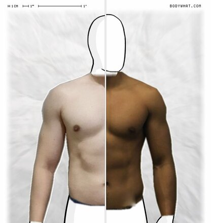 Torso Comparison