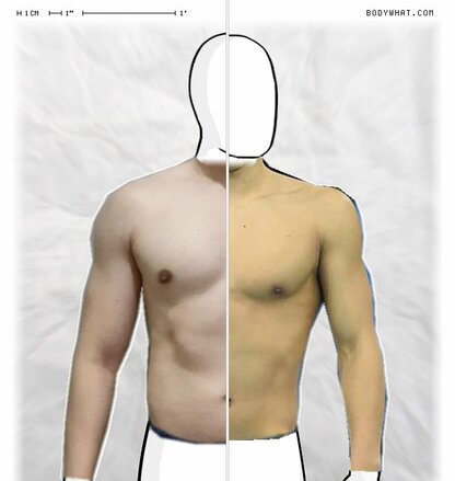 Torso Comparison