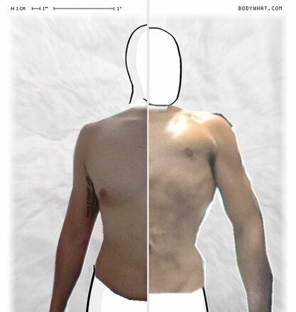 Torso Comparison