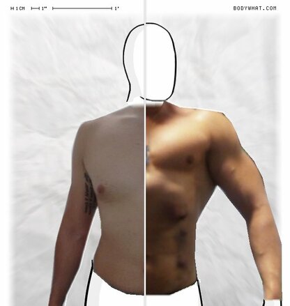 Torso Comparison