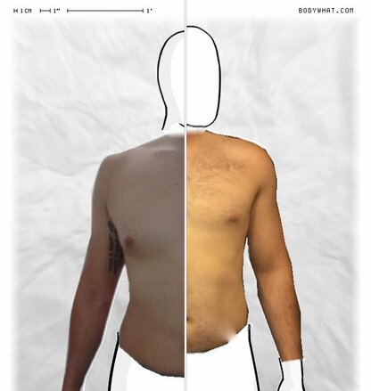 Torso Comparison