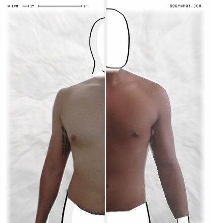 Torso Comparison