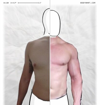 Torso Comparison