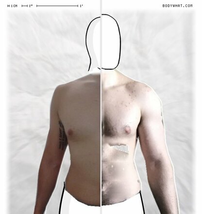 Torso Comparison