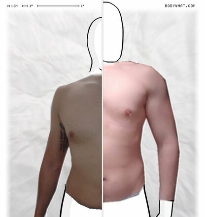 Torso Comparison