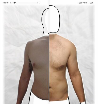 Torso Comparison