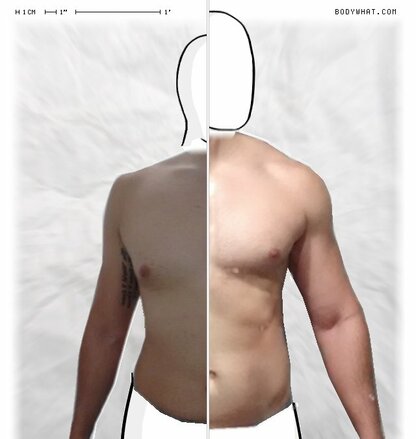 Torso Comparison