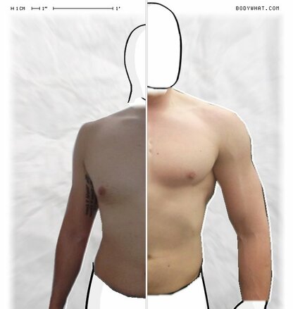 Torso Comparison
