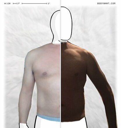 Torso Comparison