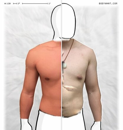 Torso Comparison