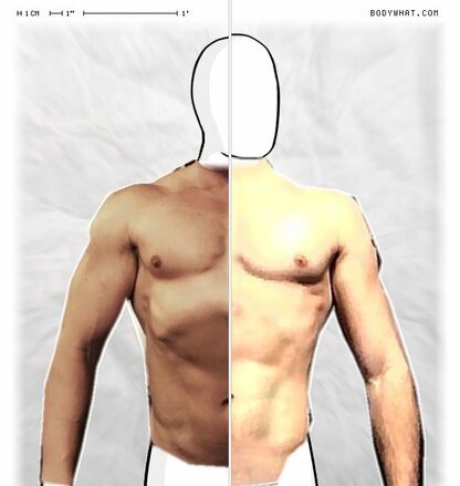 Torso Comparison