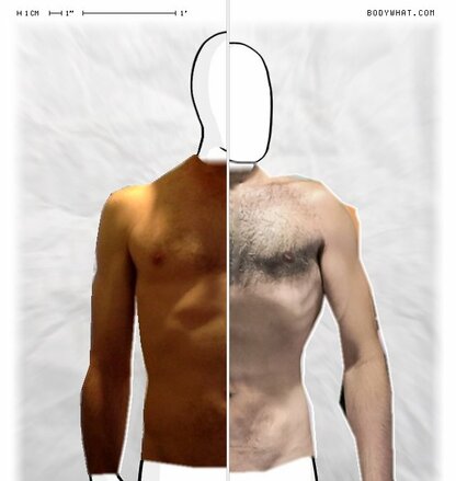 Torso Comparison