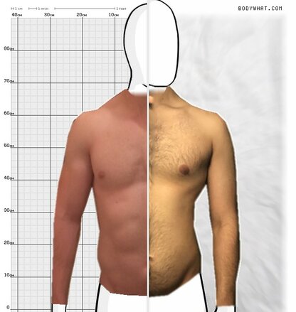 Torso Comparison