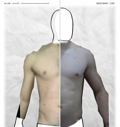 Torso Comparison