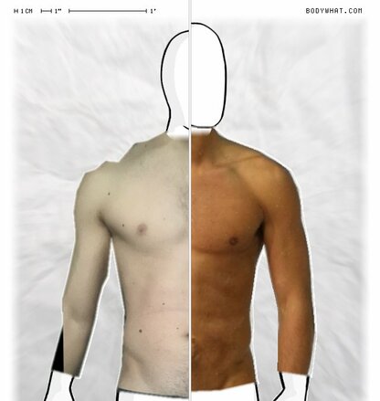 Torso Comparison