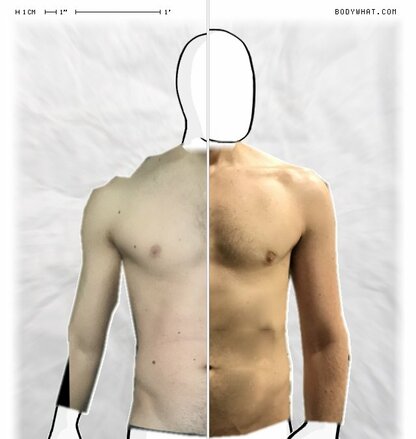 Torso Comparison