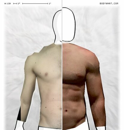 Torso Comparison