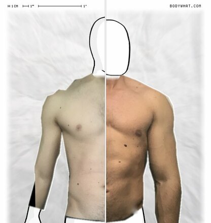 Torso Comparison