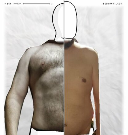 Torso Comparison