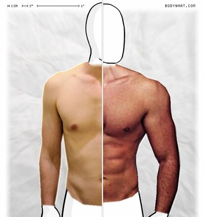 Torso Comparison