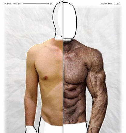 Torso Comparison