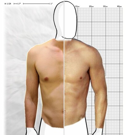 Torso Comparison