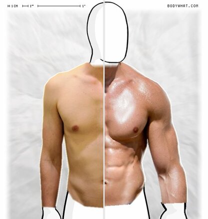 Torso Comparison