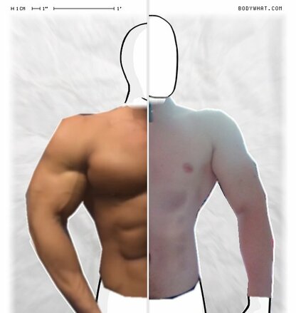 Torso Comparison