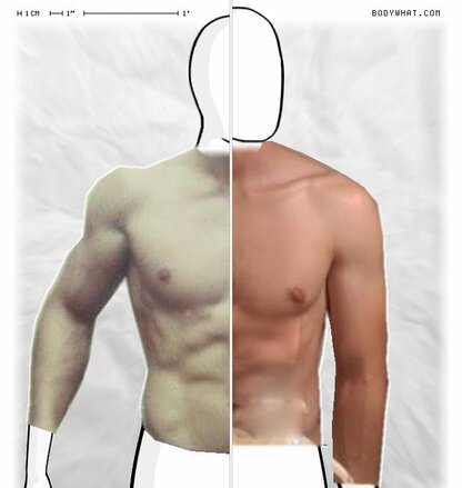 Torso Comparison