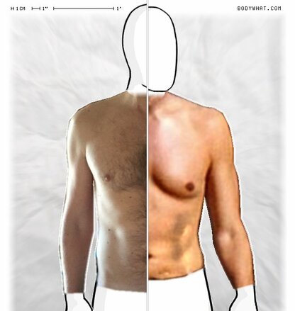 Torso Comparison