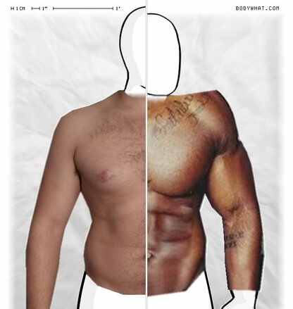 Torso Comparison