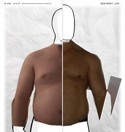 Torso Comparison